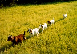 Donkeys keep goats in line
